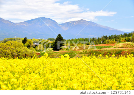 View of Mount Asama from Mimakihara (Komoro City, Nagano Prefecture) [May 2025] 125731145