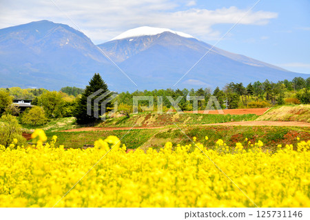 View of Mount Asama from Mimakihara (Komoro City, Nagano Prefecture) [May 2025] 125731146