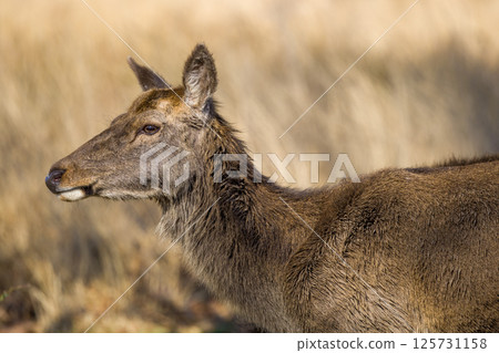 Graceful Doe in Morning Grassland Light 125731158