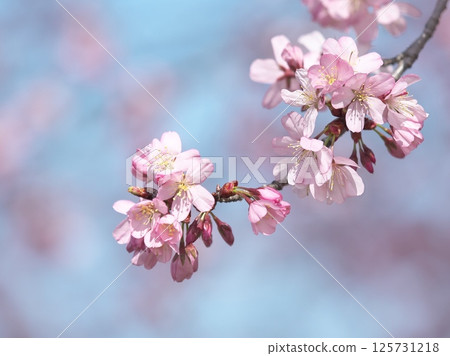Cherry blossoms herald the arrival of spring 125731218