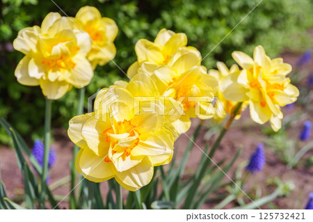 Beautiful spring yellow double petals daffodil flower in full bloom, flowerbed in park or garden Beautiful spring yellow double petals daffodil flower in full bloom, flowerbed in park or garden 125732421