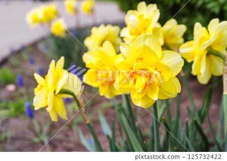 Beautiful spring yellow double petals daffodil flower in full bloom, flowerbed in park or garden Beautiful spring yellow double petals daffodil flower in full bloom, flowerbed in park or garden 125732422