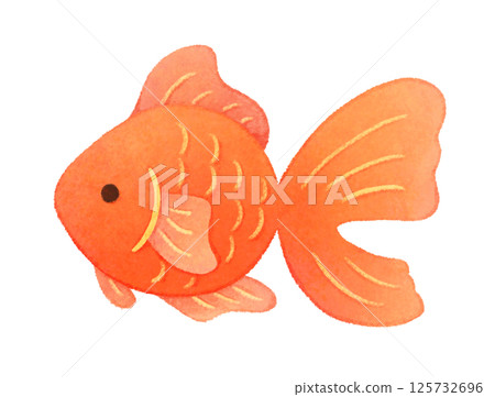 Illustration of a red goldfish seen from the side 125732696