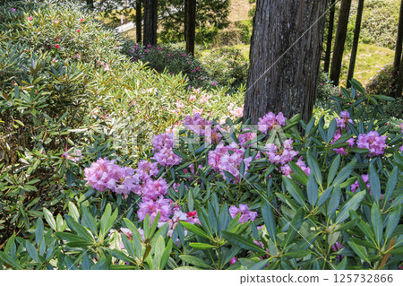 Benzaiten Rhododendron Hill in full bloom 125732866