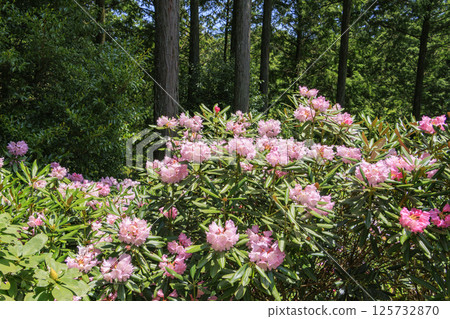 Benzaiten Rhododendron Hill in full bloom Benzaiten Rhododendron Hill in full bloom 125732870