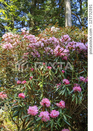 Benzaiten Rhododendron Hill in full bloom 125732891