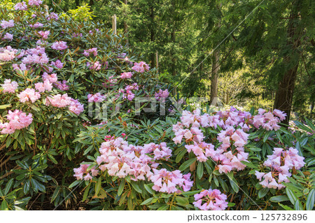 弁財天杜鵑花盛開的山丘 125732896