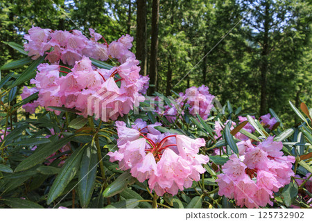 Benzaiten Rhododendron Hill in full bloom 125732902
