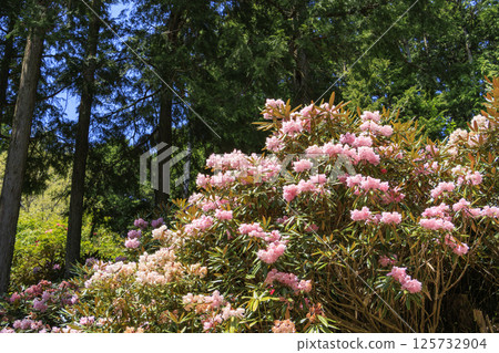 Benzaiten Rhododendron Hill in full bloom Benzaiten Rhododendron Hill in full bloom 125732904