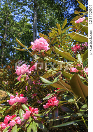 Benzaiten Rhododendron Hill in full bloom 125732905