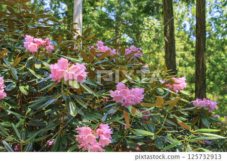 Benzaiten Rhododendron Hill in full bloom Benzaiten Rhododendron Hill in full bloom 125732913