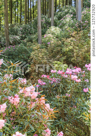 Benzaiten Rhododendron Hill in full bloom 125732920