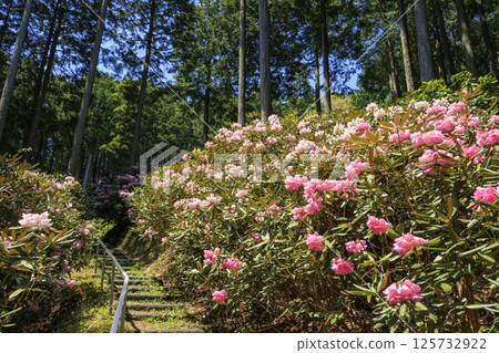Benzaiten Rhododendron Hill in full bloom 125732922