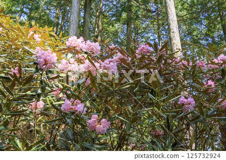 Benzaiten Rhododendron Hill in full bloom 125732924