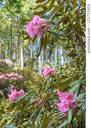 Benzaiten Rhododendron Hill in full bloom 125732929