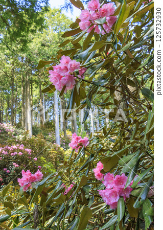 Benzaiten Rhododendron Hill in full bloom 125732930