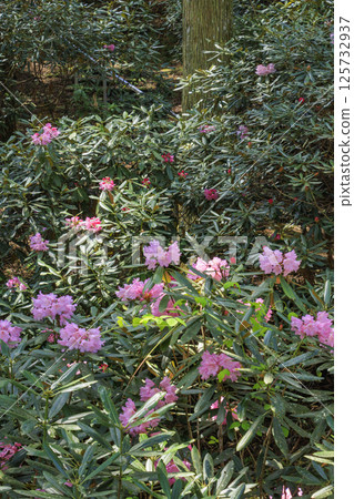 Benzaiten Rhododendron Hill in full bloom Benzaiten Rhododendron Hill in full bloom 125732937