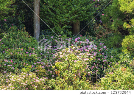 Benzaiten Rhododendron Hill in full bloom Benzaiten Rhododendron Hill in full bloom 125732944