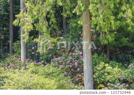 Benzaiten Rhododendron Hill in full bloom 125732946