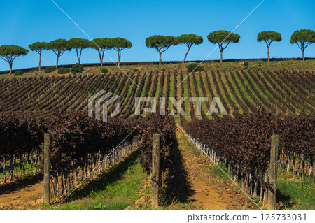 Vineyard rows stretching under blue sky bordered by pine trees 125733031