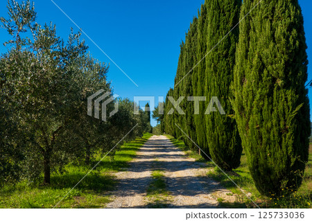 Serene countryside road with cypress and olive trees under clear blue sky 125733036