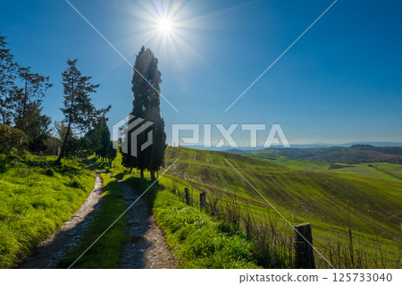 Scenic countryside path with trees under clear blue sky and sunlight Scenic countryside path with trees under clear blue sky and sunlight 125733040