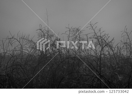 Silhouettes of brambles on a foggy morning in a serene gray landscape Silhouettes of brambles on a foggy morning in a serene gray landscape 125733042