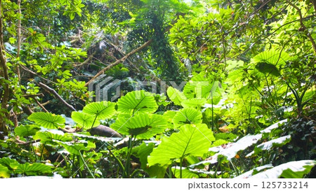 Tropical forest 125733214