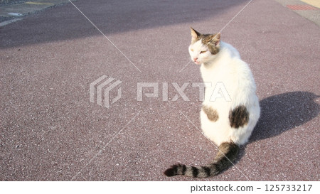 回望的貓 回望的貓 125733217