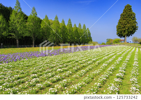 青山度假村:粉蝶花盛開,春花盛開 青山度假村:粉蝶花盛開,春花盛開 125733242