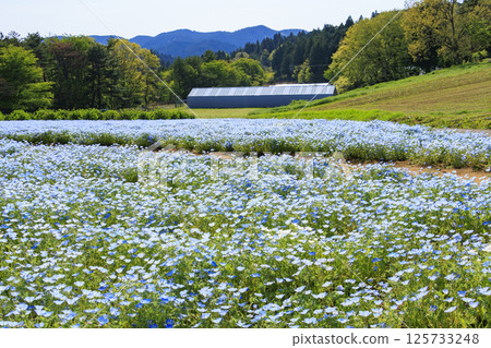 Aoyama Resort: Nemophila in full bloom and spring flowers Aoyama Resort: Nemophila in full bloom and spring flowers 125733248