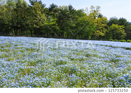 Aoyama Resort: Nemophila in full bloom and spring flowers 125733250