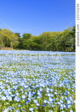 Aoyama Resort: Nemophila in full bloom and spring flowers Aoyama Resort: Nemophila in full bloom and spring flowers 125733256