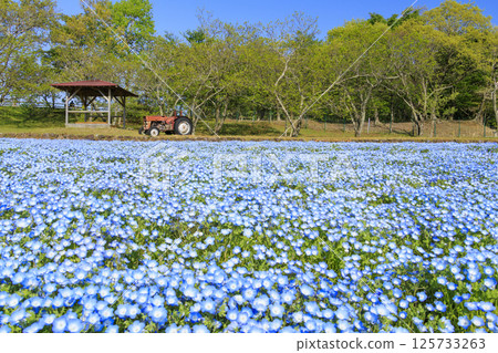 Aoyama Resort: Nemophila in full bloom and spring flowers 125733263