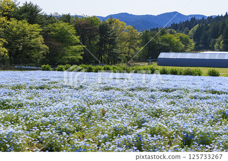 青山度假村：粉蝶花盛開，春花盛開 125733267