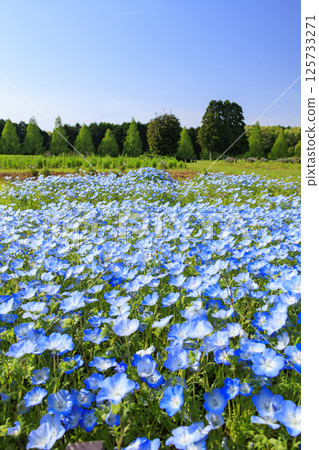 青山度假村：粉蝶花盛開，春花盛開 125733271