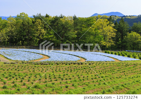 青山度假村:粉蝶花盛開,春花盛開 青山度假村:粉蝶花盛開,春花盛開 125733274
