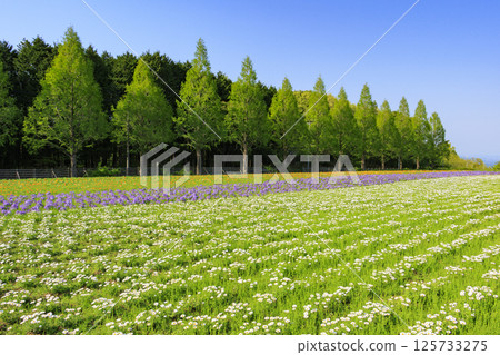 Aoyama Resort: Nemophila in full bloom and spring flowers 125733275