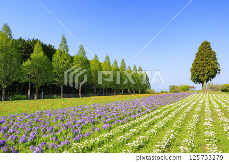 Aoyama Resort: Nemophila in full bloom and spring flowers 125733279