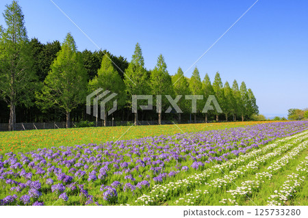 Aoyama Resort: Nemophila in full bloom and spring flowers 125733280