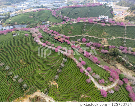 Taipin Sakura Tea Farm in Fujian Province 125733734