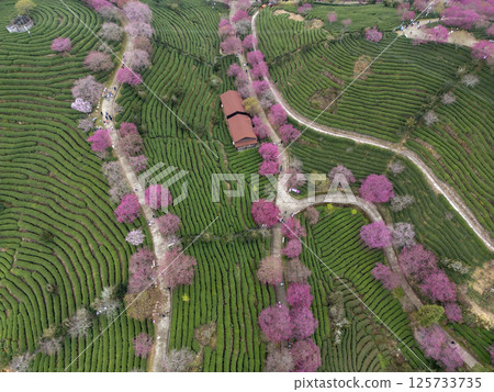 Taipin Sakura Tea Farm in Fujian Province Taipin Sakura Tea Farm in Fujian Province 125733735