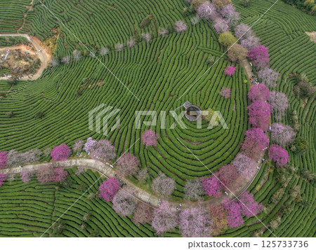 Taipin Sakura Tea Farm in Fujian Province 125733736