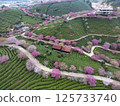 福建省太平櫻花茶場 125733740