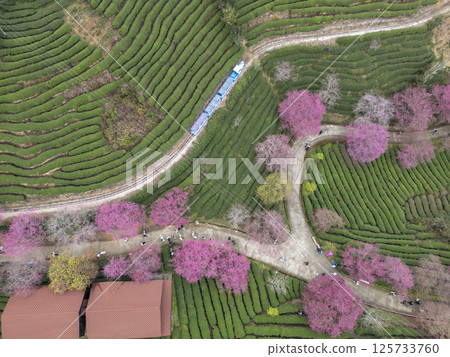 福建省太平櫻花茶場 125733760