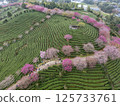 福建省太平櫻花茶場 125733761