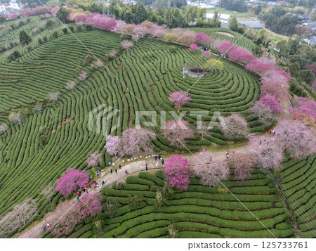 福建省太平櫻花茶場 125733761