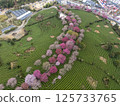 福建省太平櫻花茶場 125733765