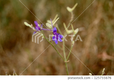 Whisper of Violet Whisper of Violet 125733876