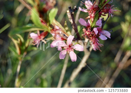 Blossoming Trees in Daylight 125733880